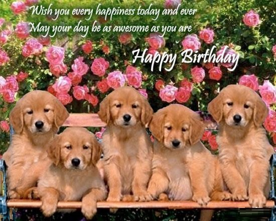 Happy Birthday Puppy - Cute Birthday Quotes for Puppies