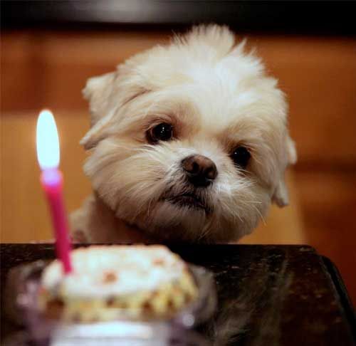 Happy Birthday Puppy - Cute Birthday Quotes for Puppies